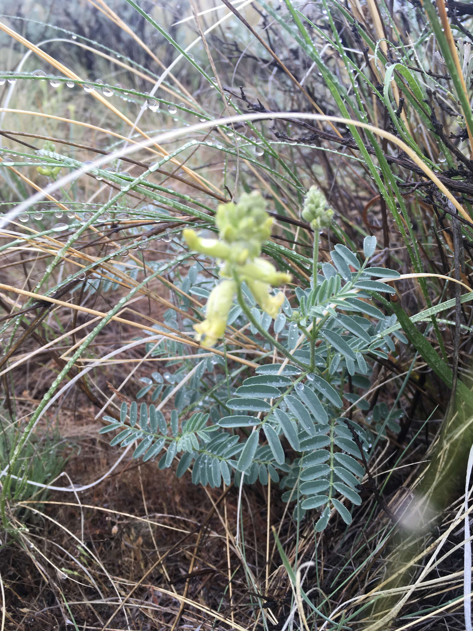 Image of hillside milkvetch