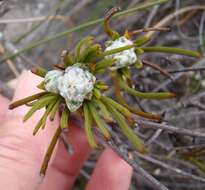 Image of Centella thesioides