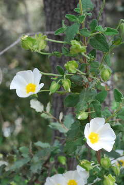 Image of salvia cistus