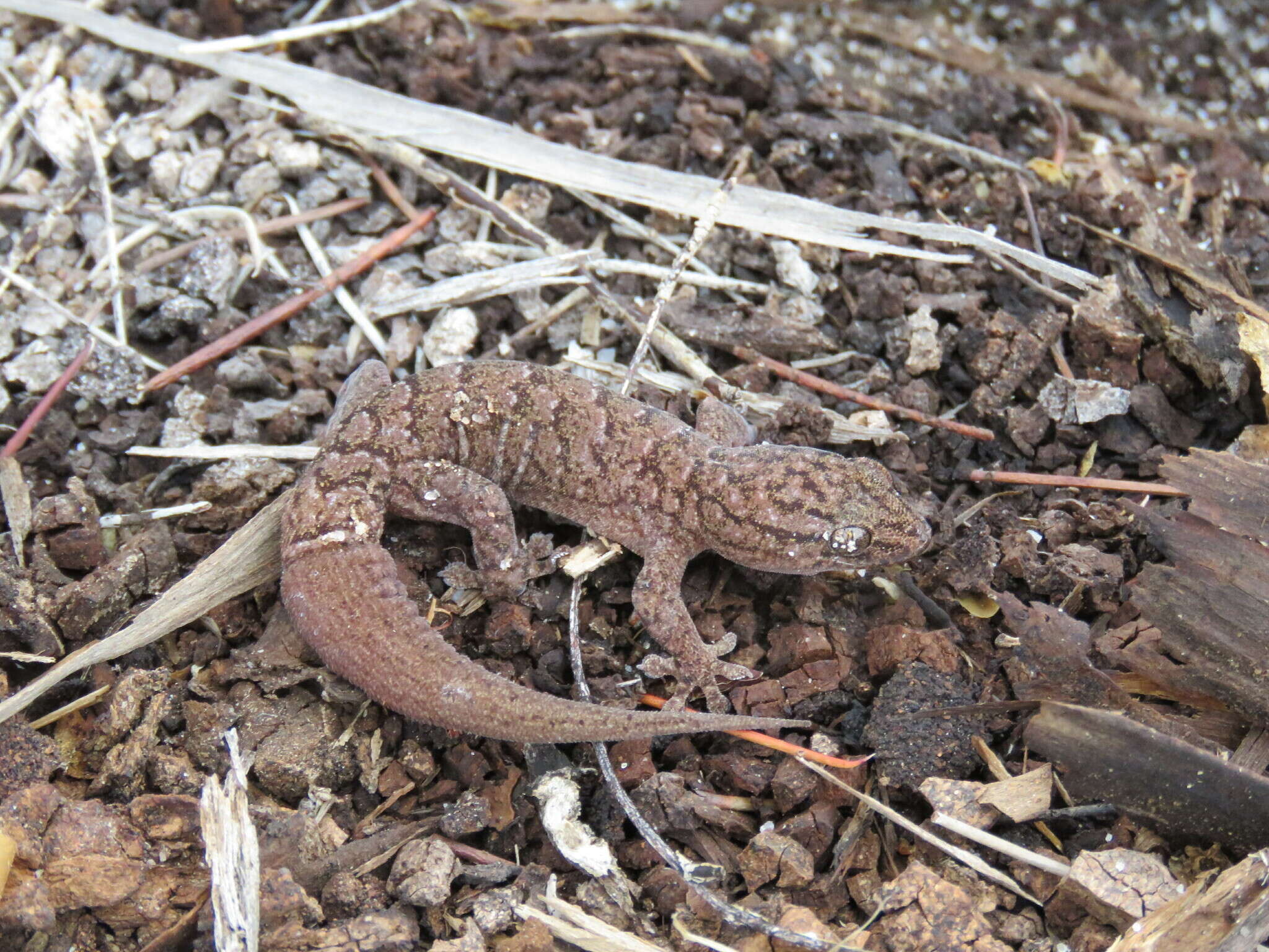 صورة Gehyra variegata (Duméril & Bibron 1836)