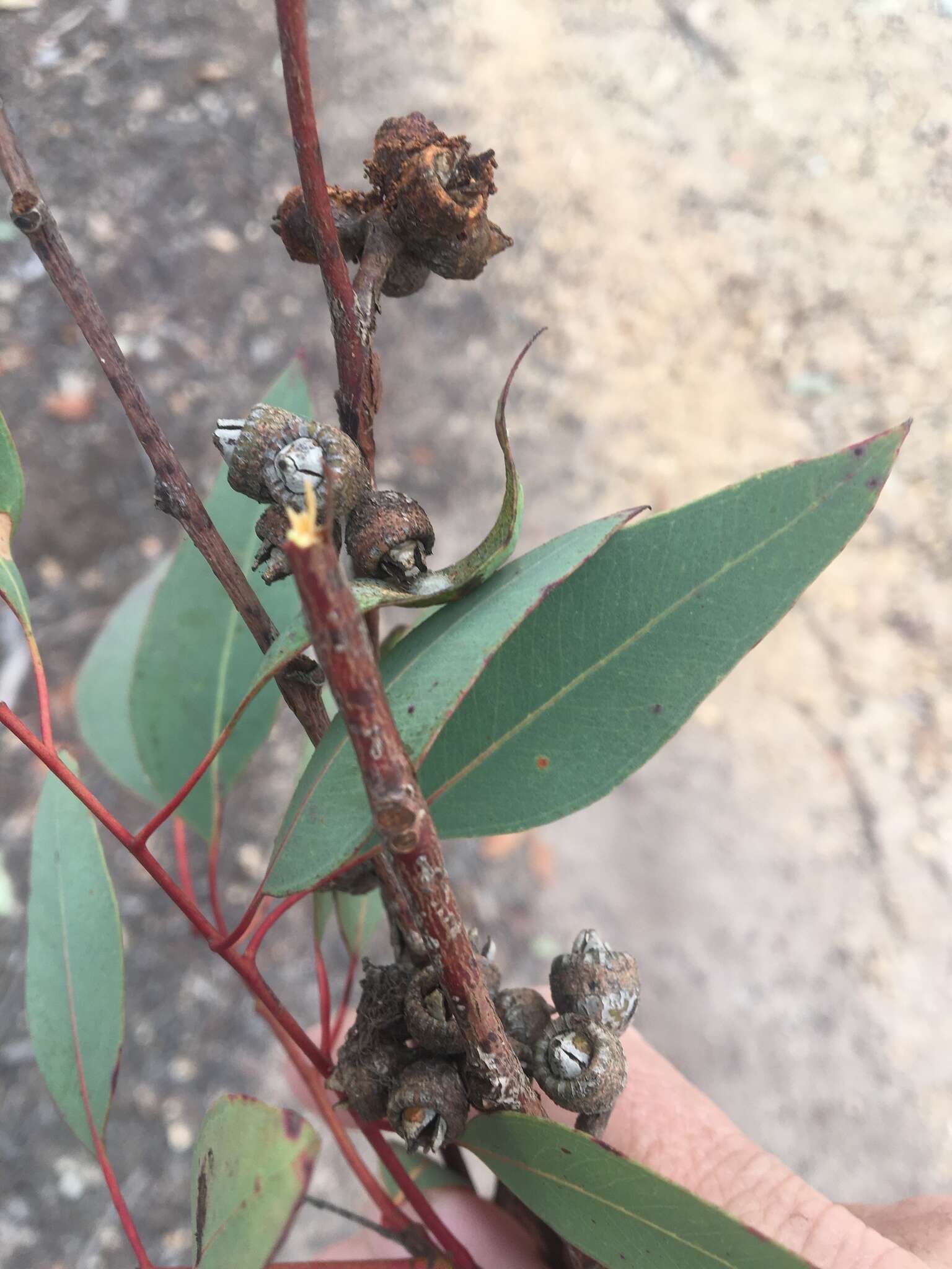 Image of Eucalyptus prava L. A. S. Johnson & K. D. Hill