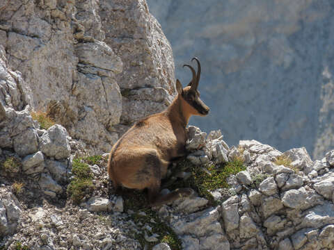 Image of Apennine chamois