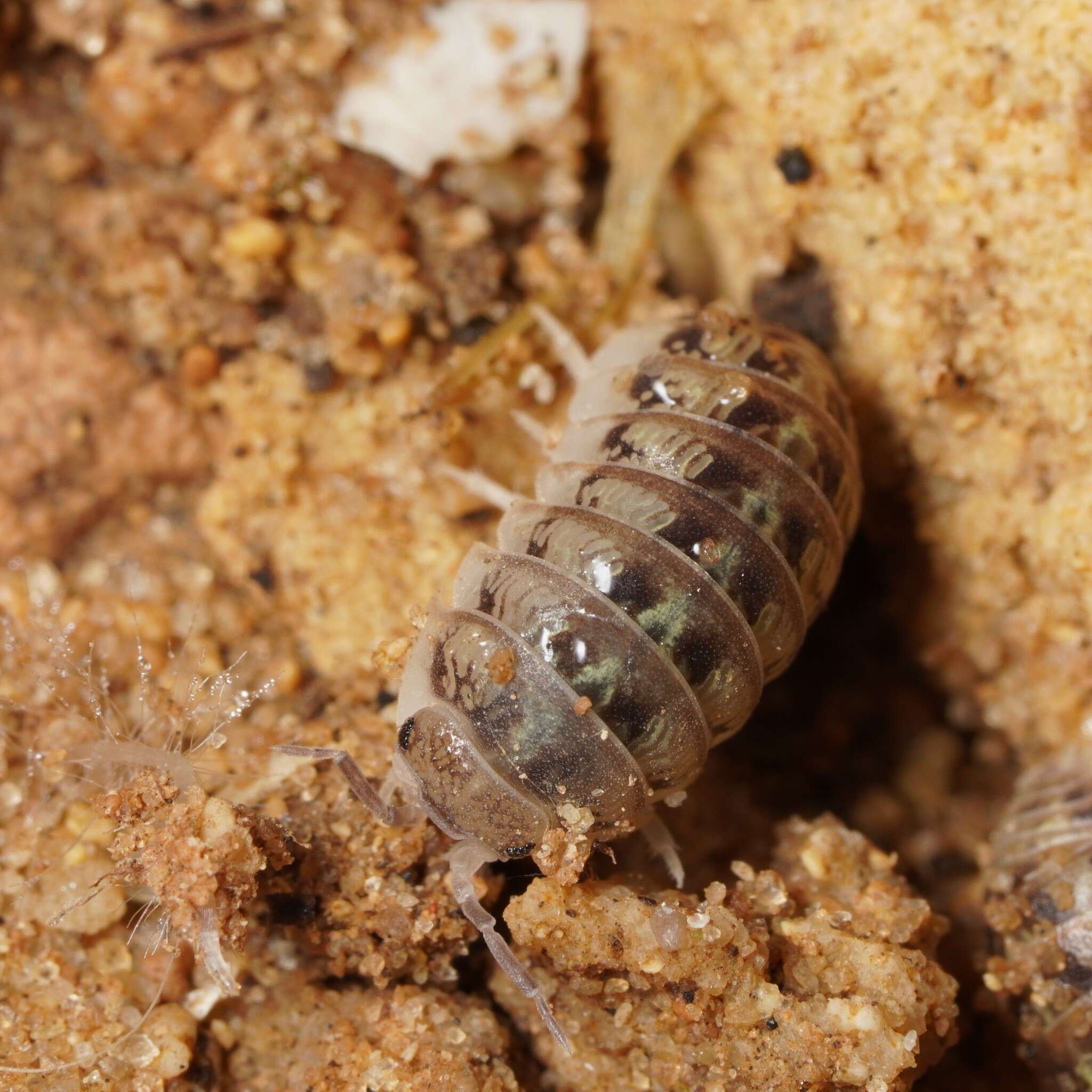 Image of Armadillidium marmoratum Strouhal 1929