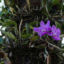 صورة Cattleya walkeriana Gardner