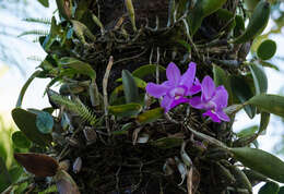 Image of (Walker's Cattleya