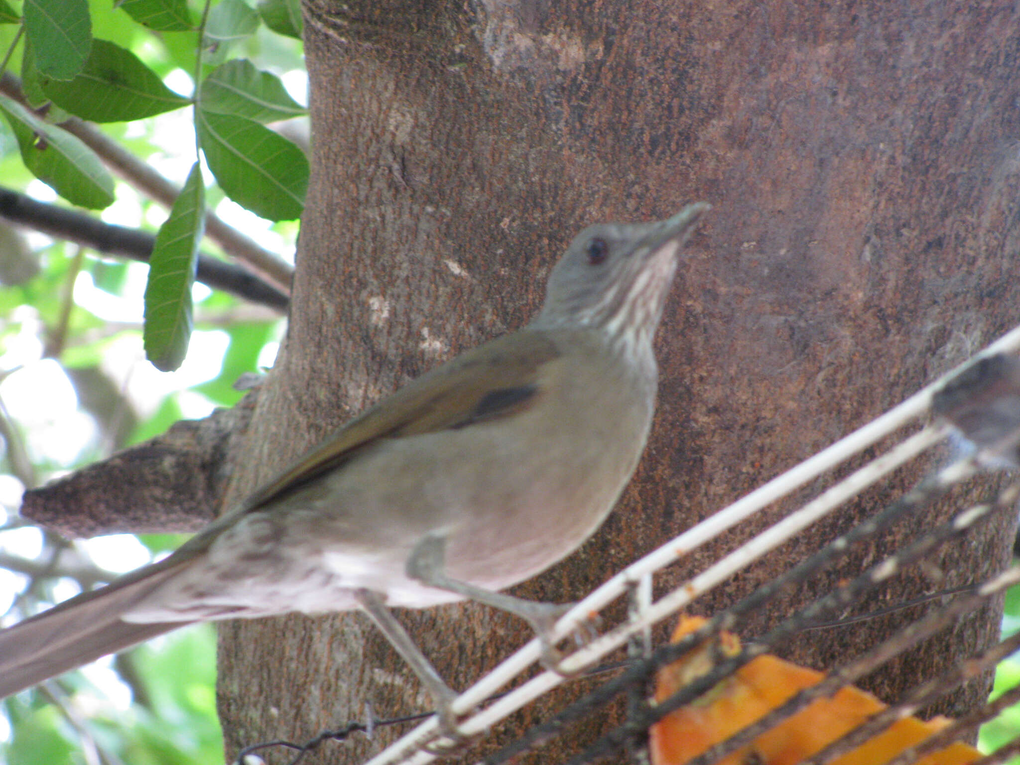 Image of Pale-breasted Thrush