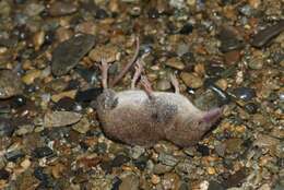 Image of Dusky Shrew