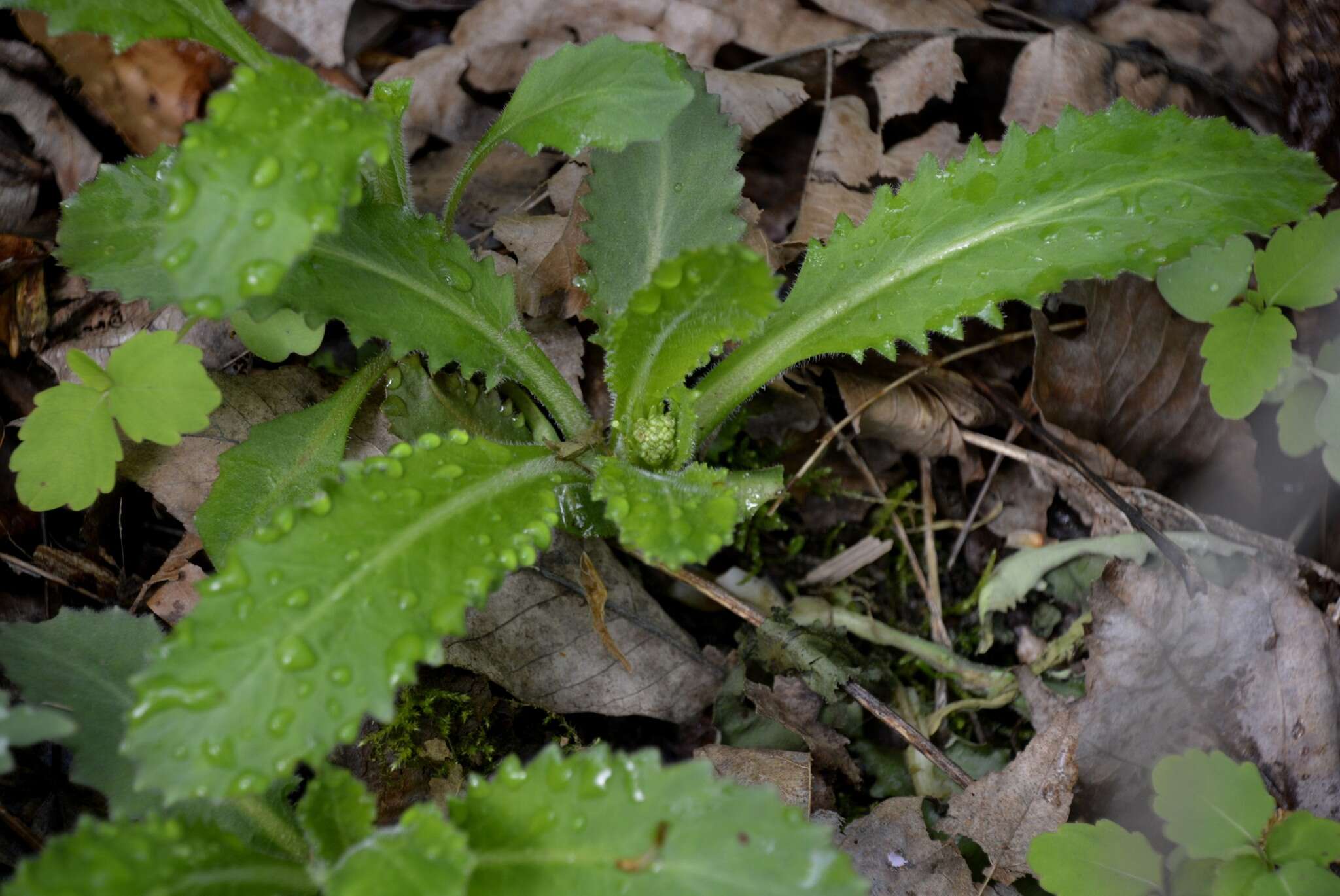 Image of Lettuce-Leaf Pseudosaxifrage