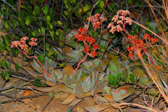 Image of Crassula swaziensis Schönl.