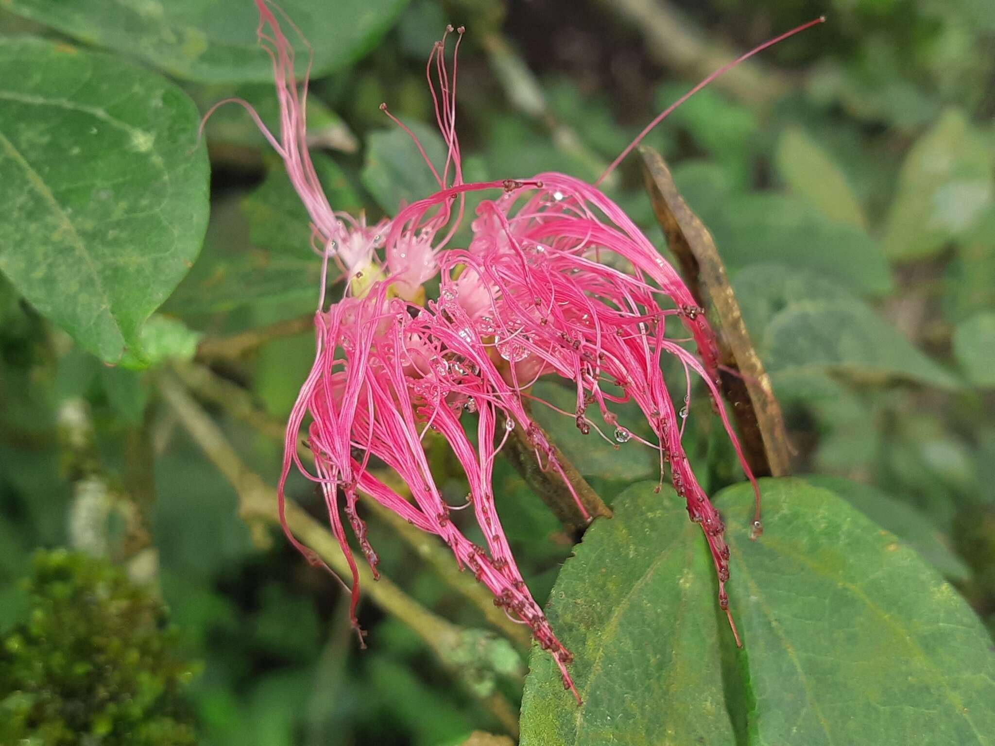 Image of Calliandra angustifolia Benth.