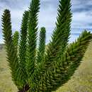 Araucaria muelleri (Carrière) Brongn. & Gris resmi