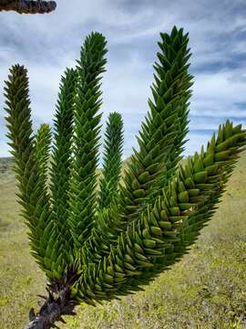 Imagem de Araucaria muelleri (Carrière) Brongn. & Gris