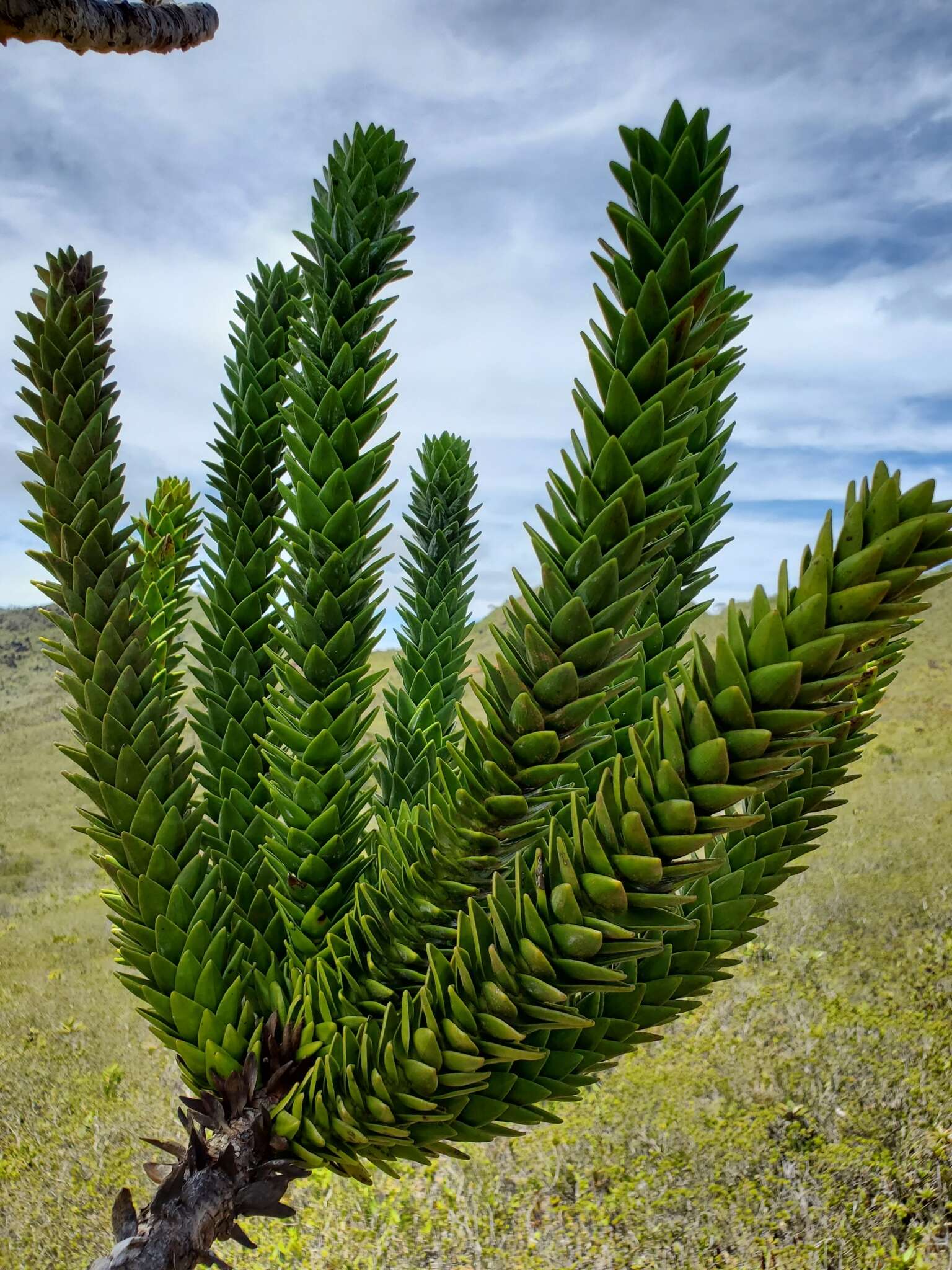 Image of Mueller's araucaria