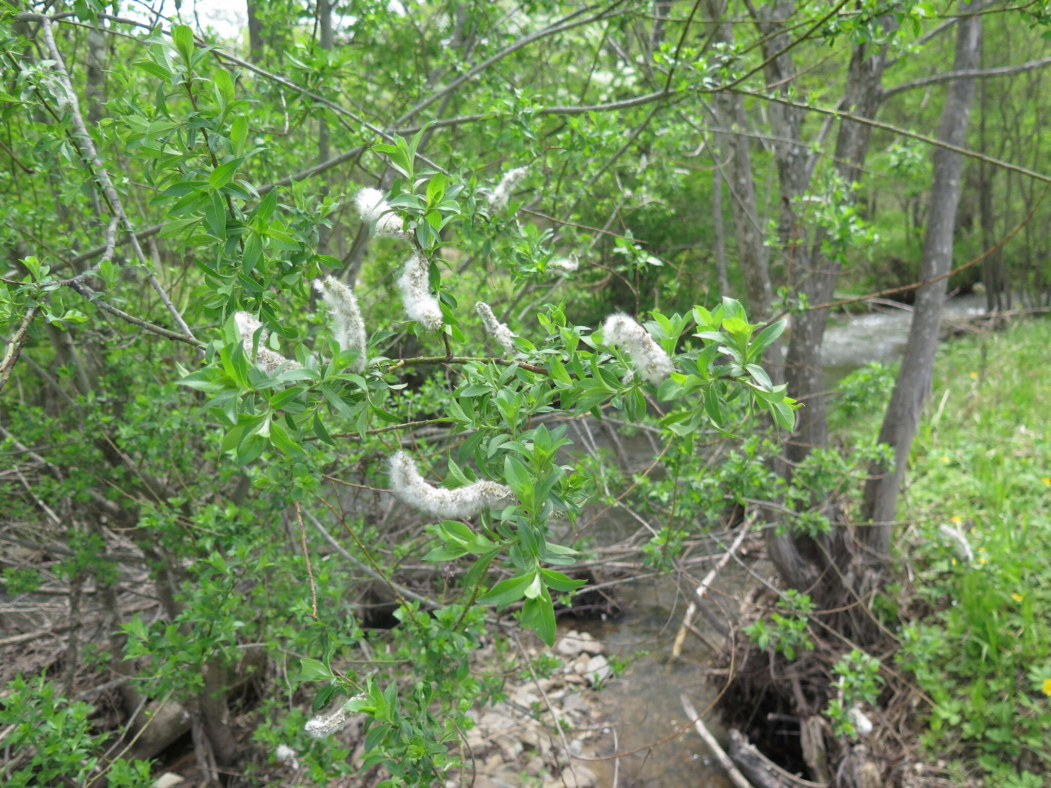 Image of rose-gold pussy willow