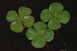 Image of Blunt-Spine Water-Clover