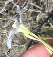 Plancia ëd Moraea polyanthos L. fil.