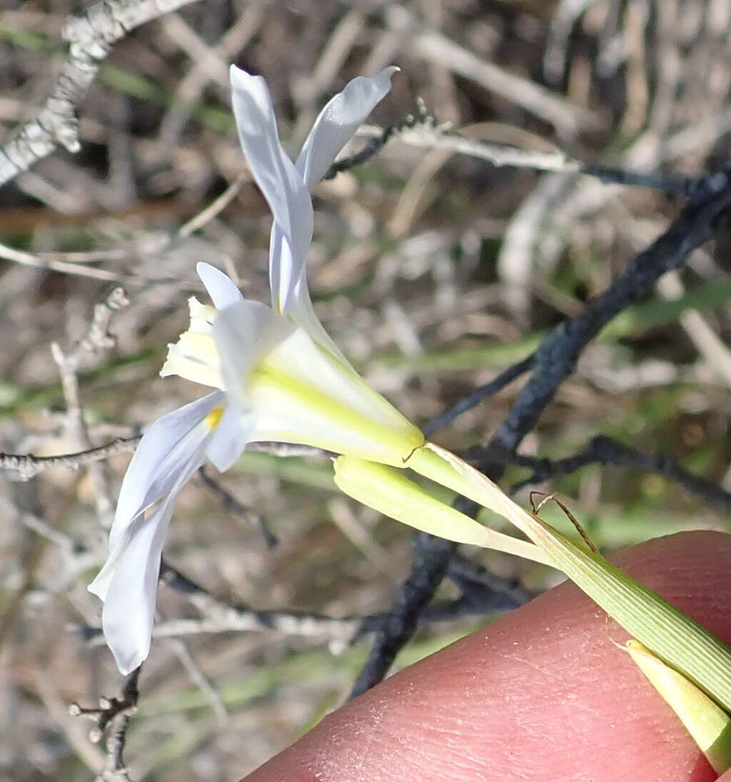 Image of Moraea polyanthos L. fil.