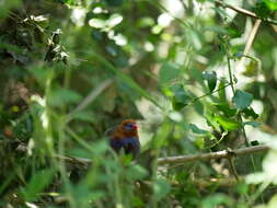 Image of Purple Grenadier