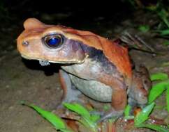 Image of Rhaebo ecuadorensis Mueses-Cisneros, Cisneros-Heredia & McDiarmid 2012