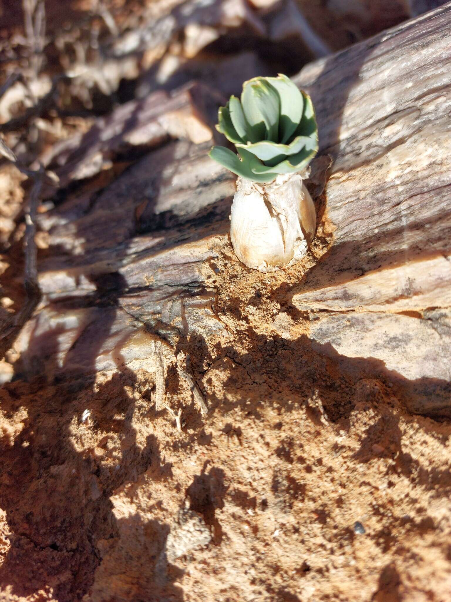 Image of Ornithogalum pruinosum F. M. Leight.