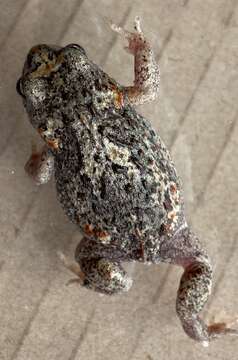 Image of Günther’s Toadlet