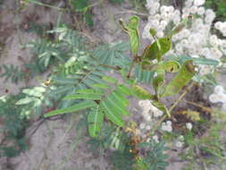 Image of Mimosa tweedieana