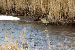 Image of great bittern, bittern