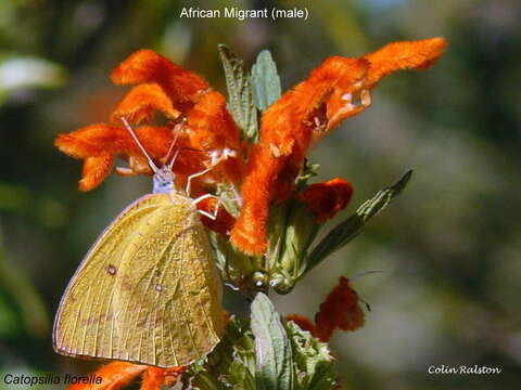 Image of lion's ear