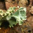 Image of Southwestern speckled shield lichen