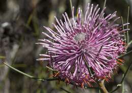 Image of Isopogon divergens R. Br.