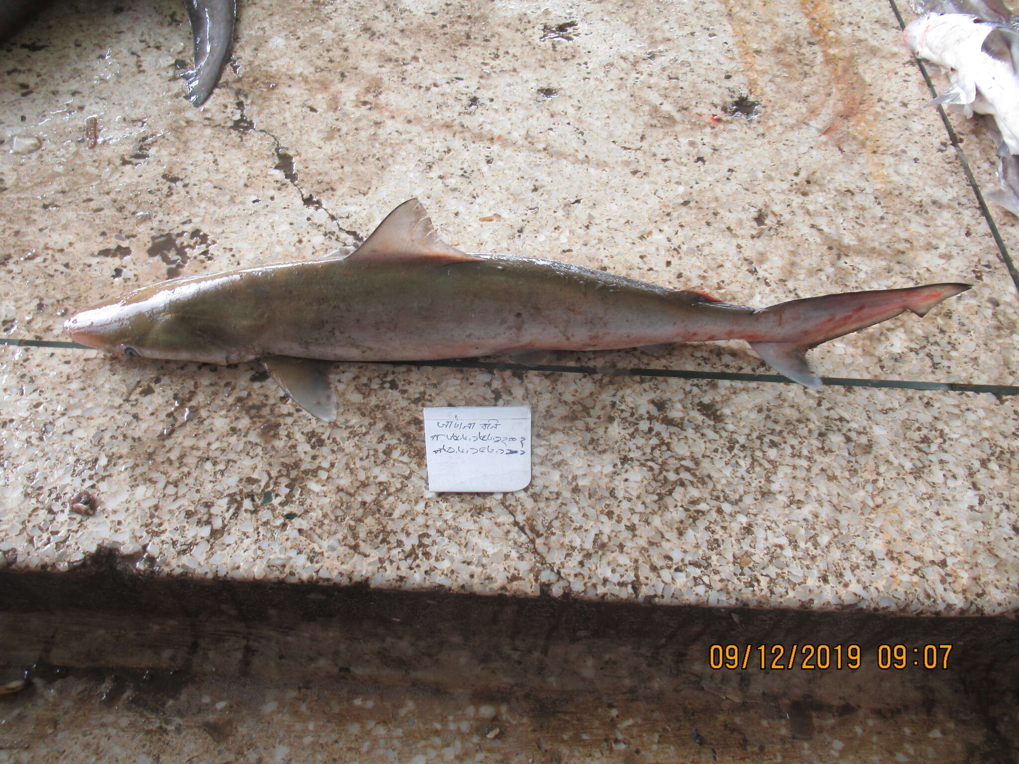 Image of Grey Sharpnose Shark