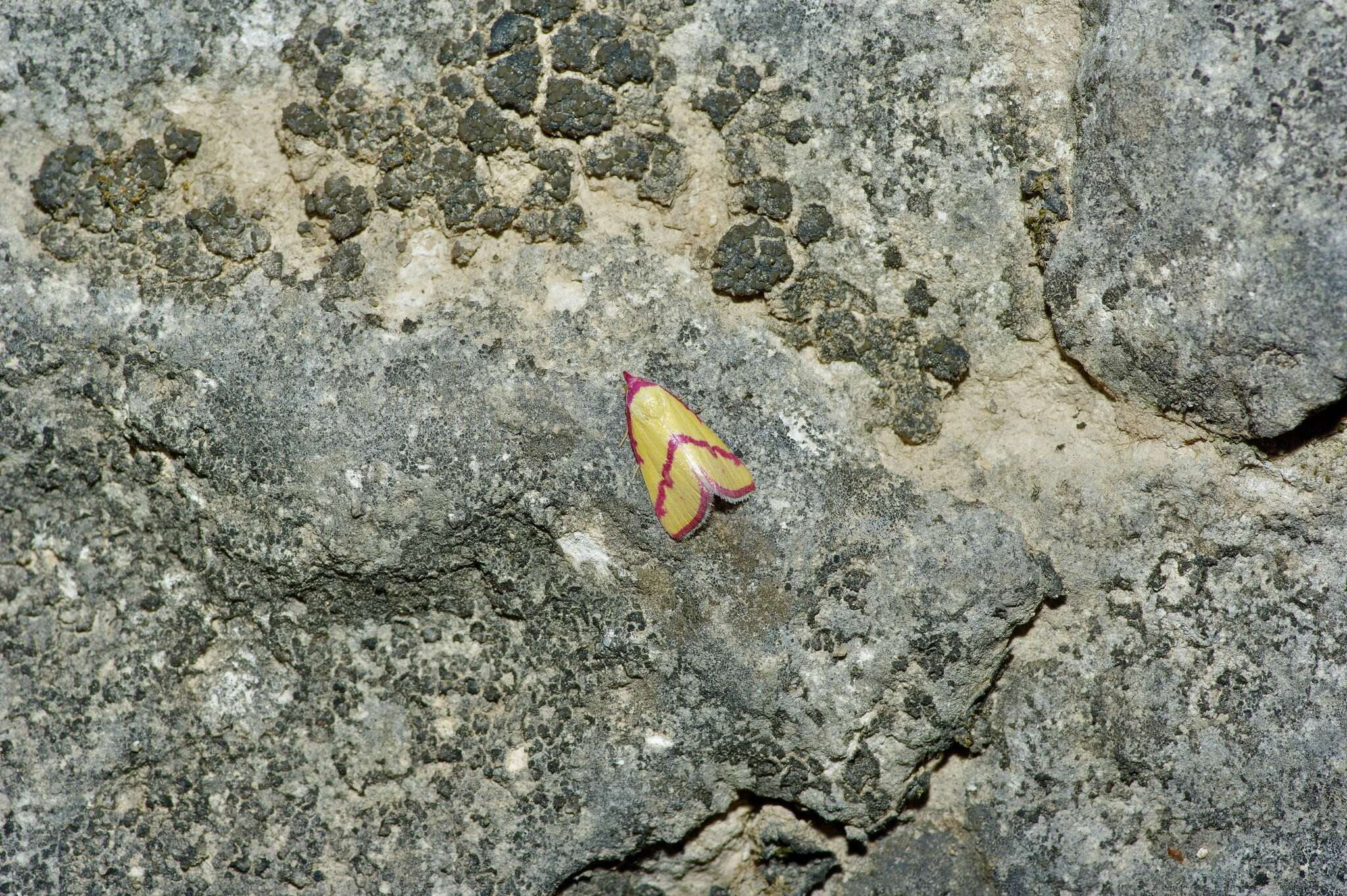 Image of Ernestine's Moth