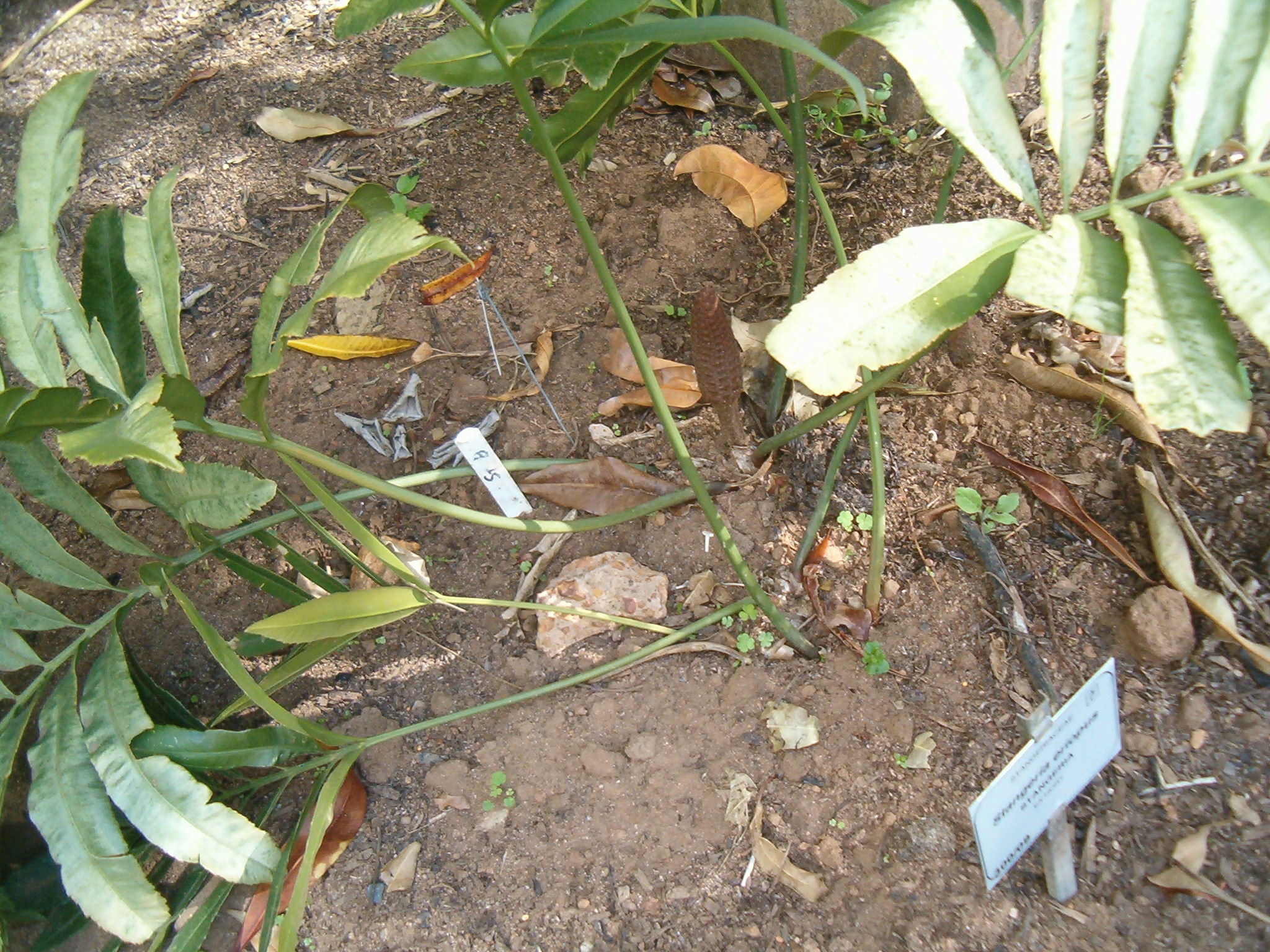 Image of Natal Grass Cycad