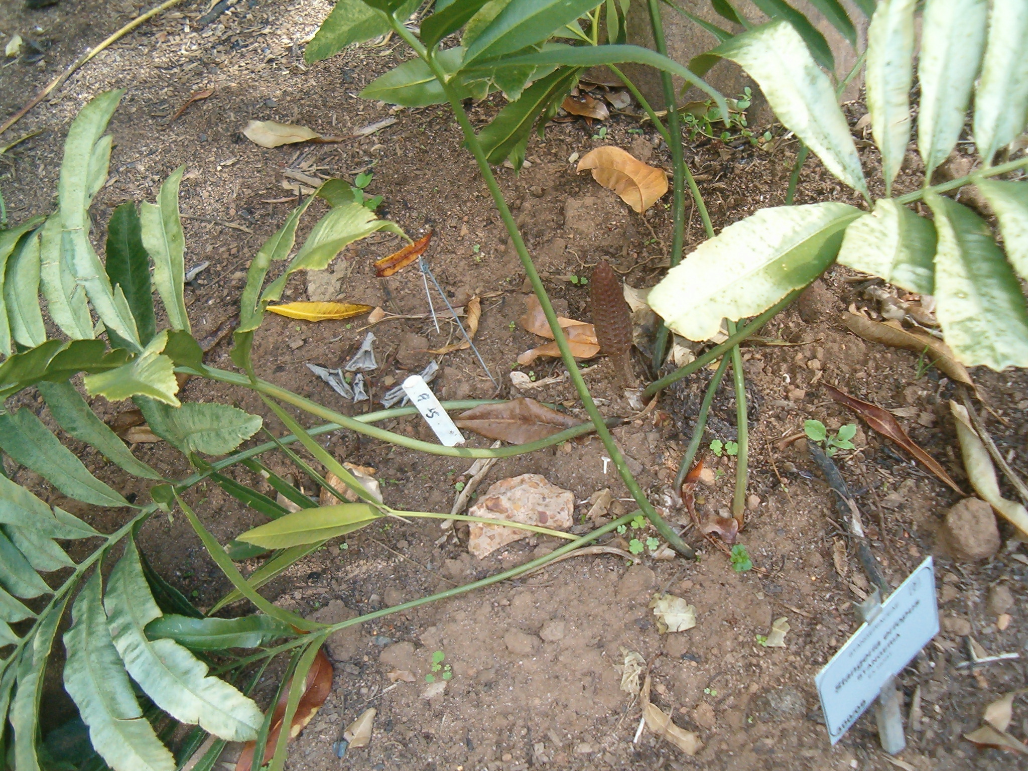 Image of Natal Grass Cycad