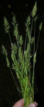 Image of annual vernal-grass