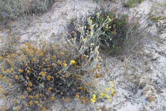 Image of Aspalathus quinquefolia L.