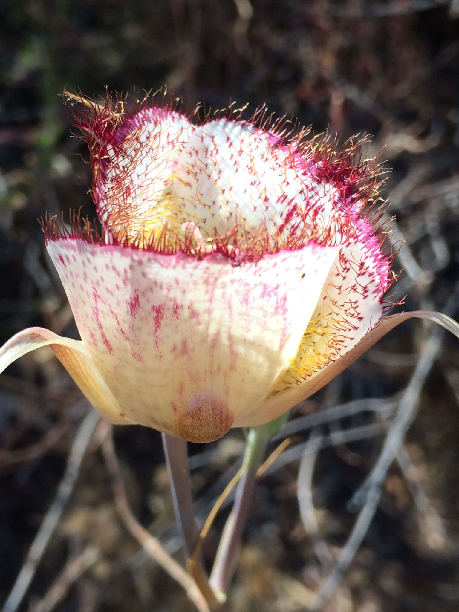 Calochortus fimbriatus H. P. McDonald resmi