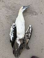 Image of Cape Gannet