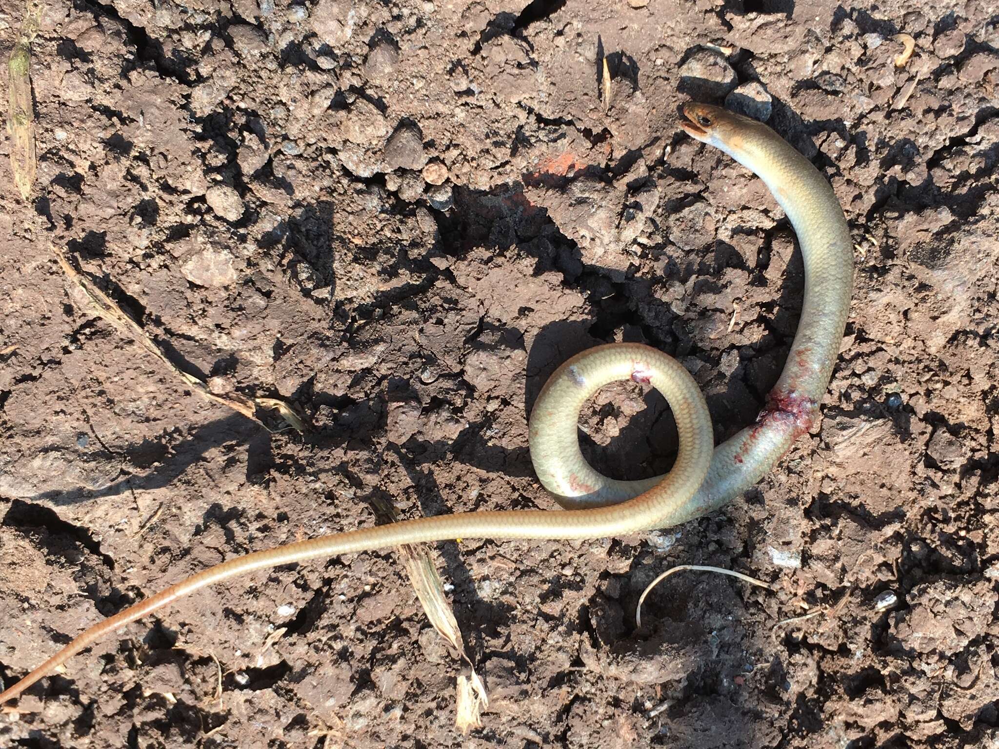 Image of Günther's Cylindrical Skink