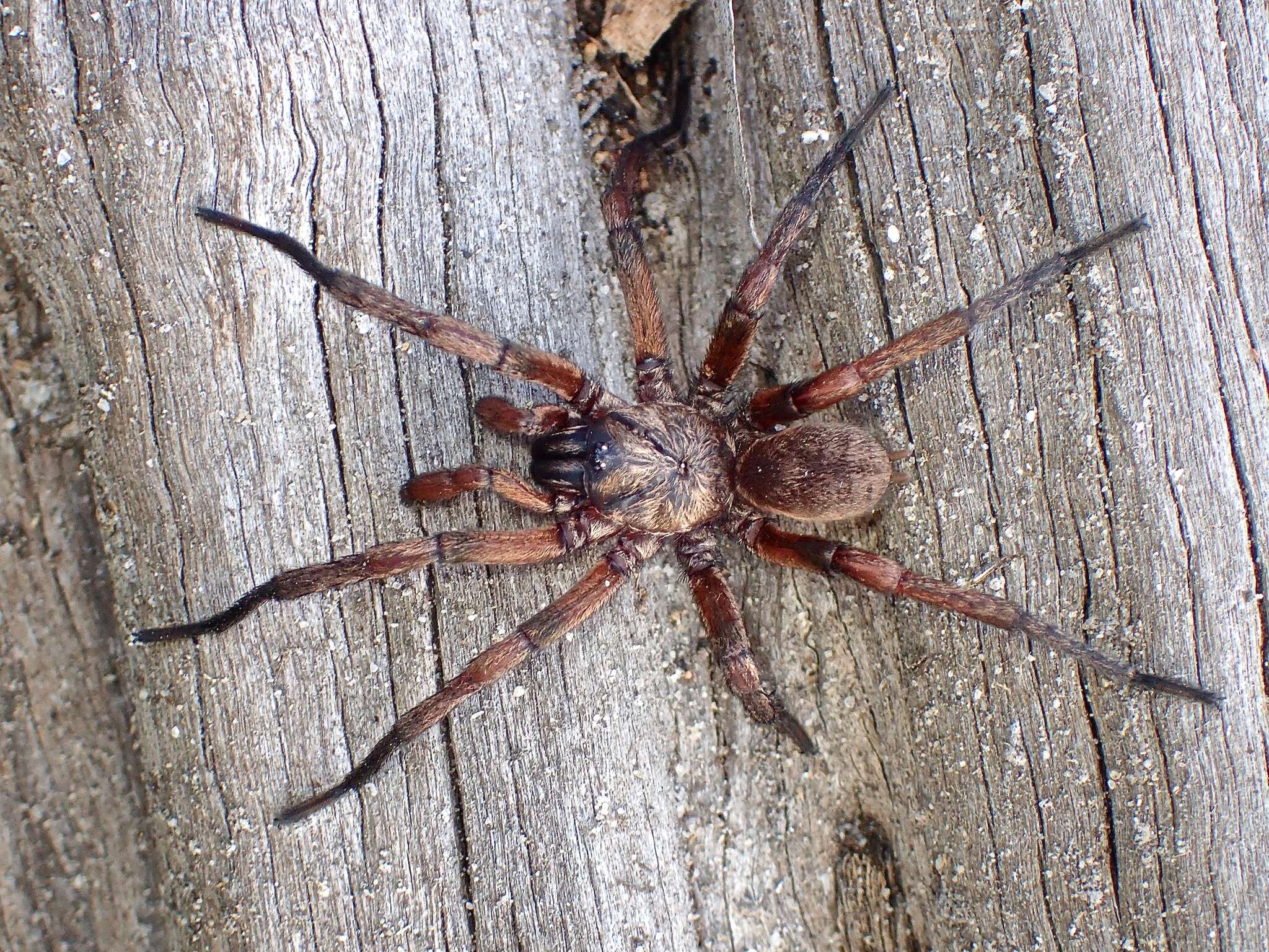 Image of Stanwellia grisea (Hogg 1901)