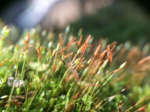 Image of tetraphis moss