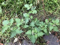 Image of black nightshade