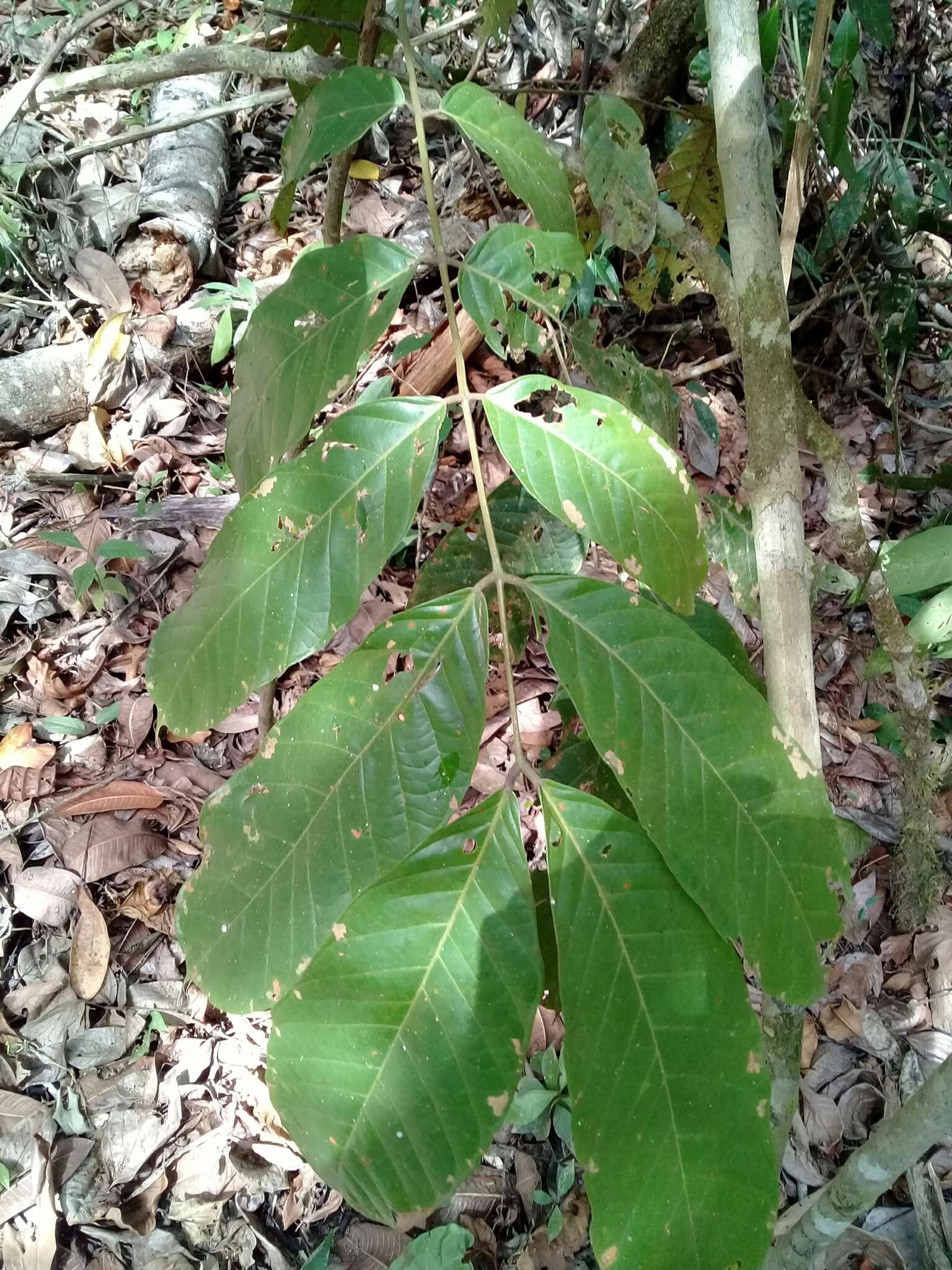 Image of Tachigali versicolor Standl. & L. O. Williams