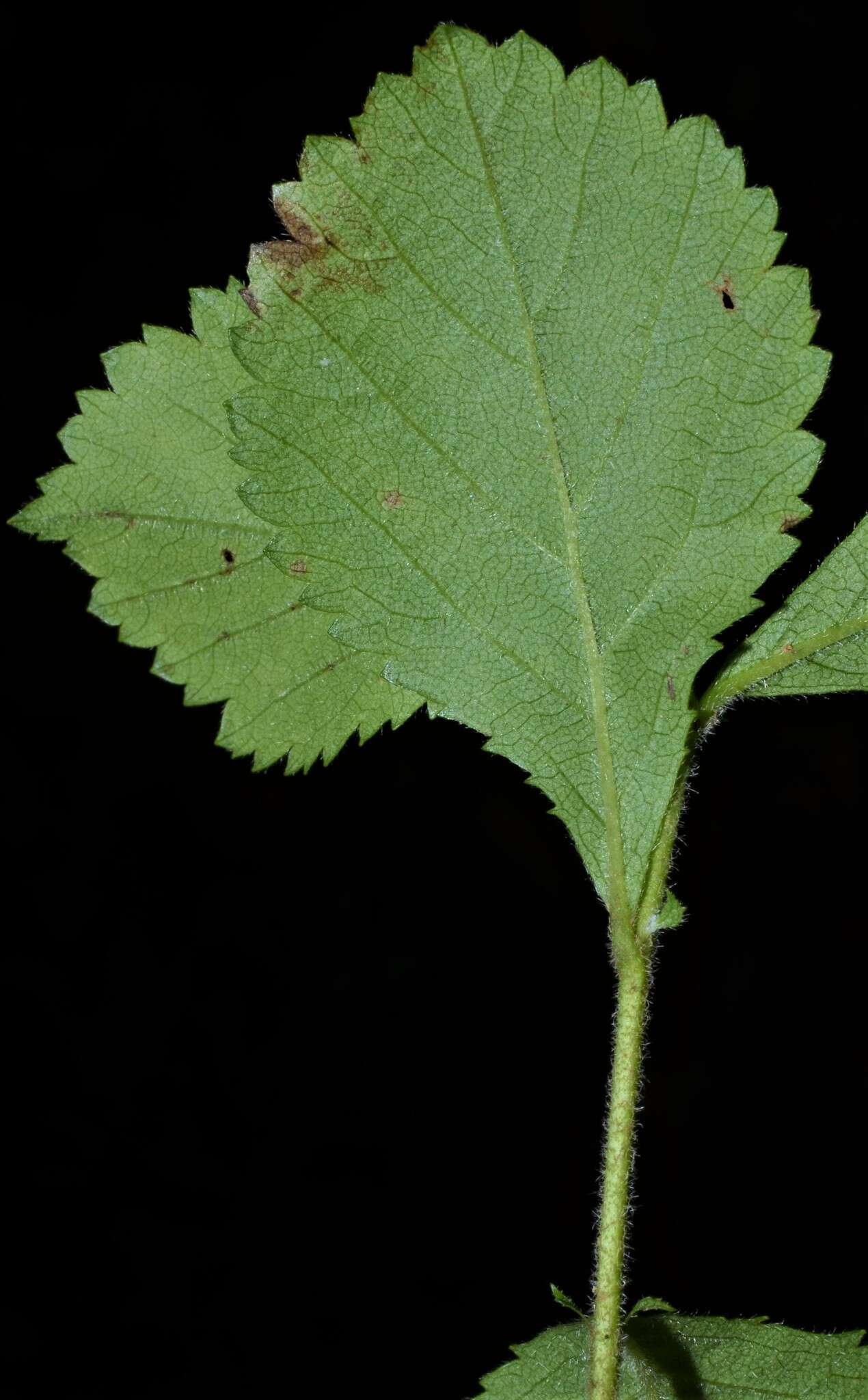 Image of dwarf hawthorn