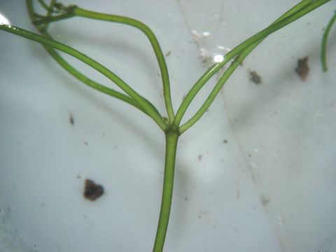 Image of Starry stonewort