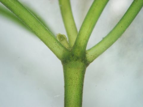 Image of Starry stonewort