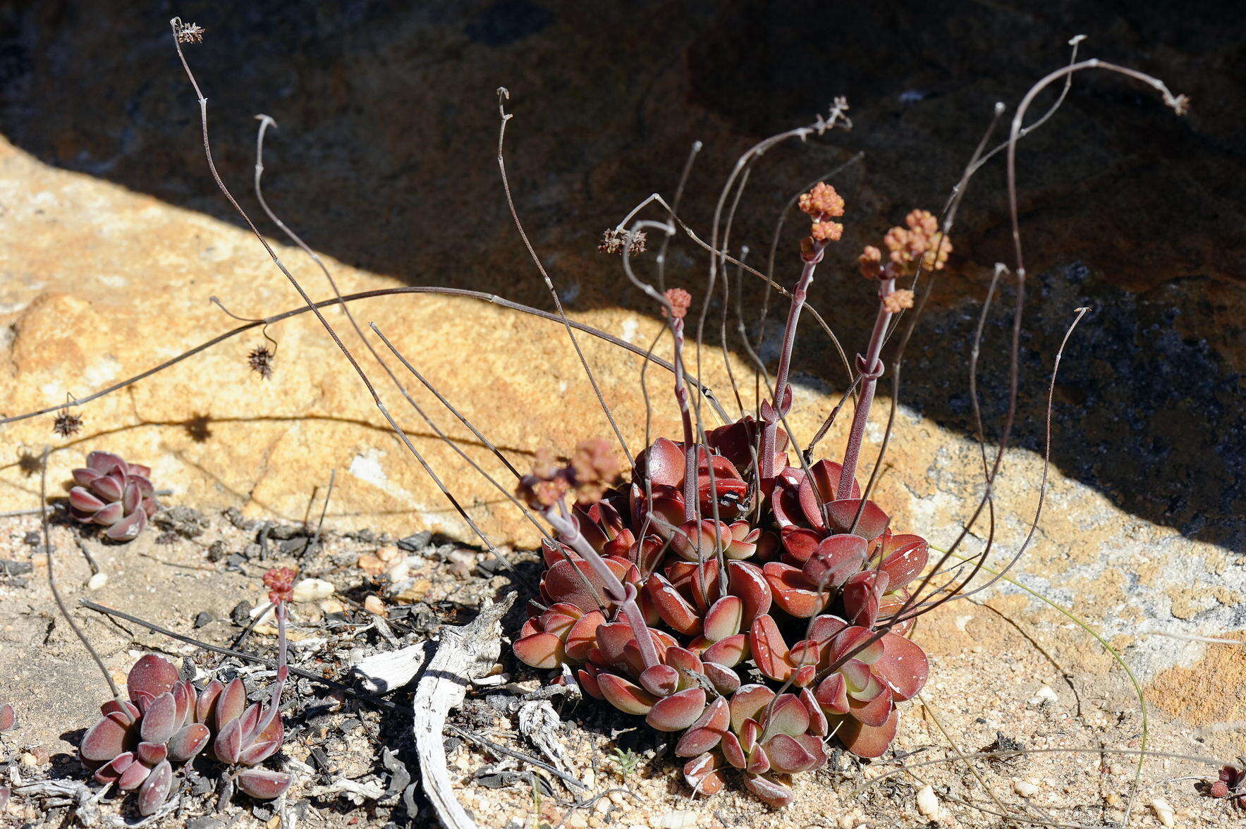 Image of Crassula atropurpurea var. muirii (Schönl.) G. D. Rowley