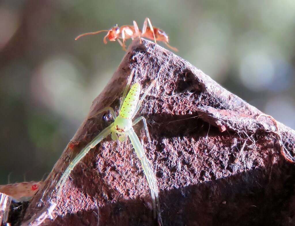 Sivun Cetratus rubropunctatus (Rainbow 1920) kuva