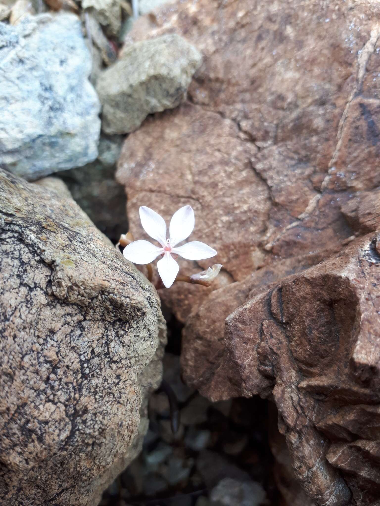 Image of Montia racemosa (Buchanan) Heenan