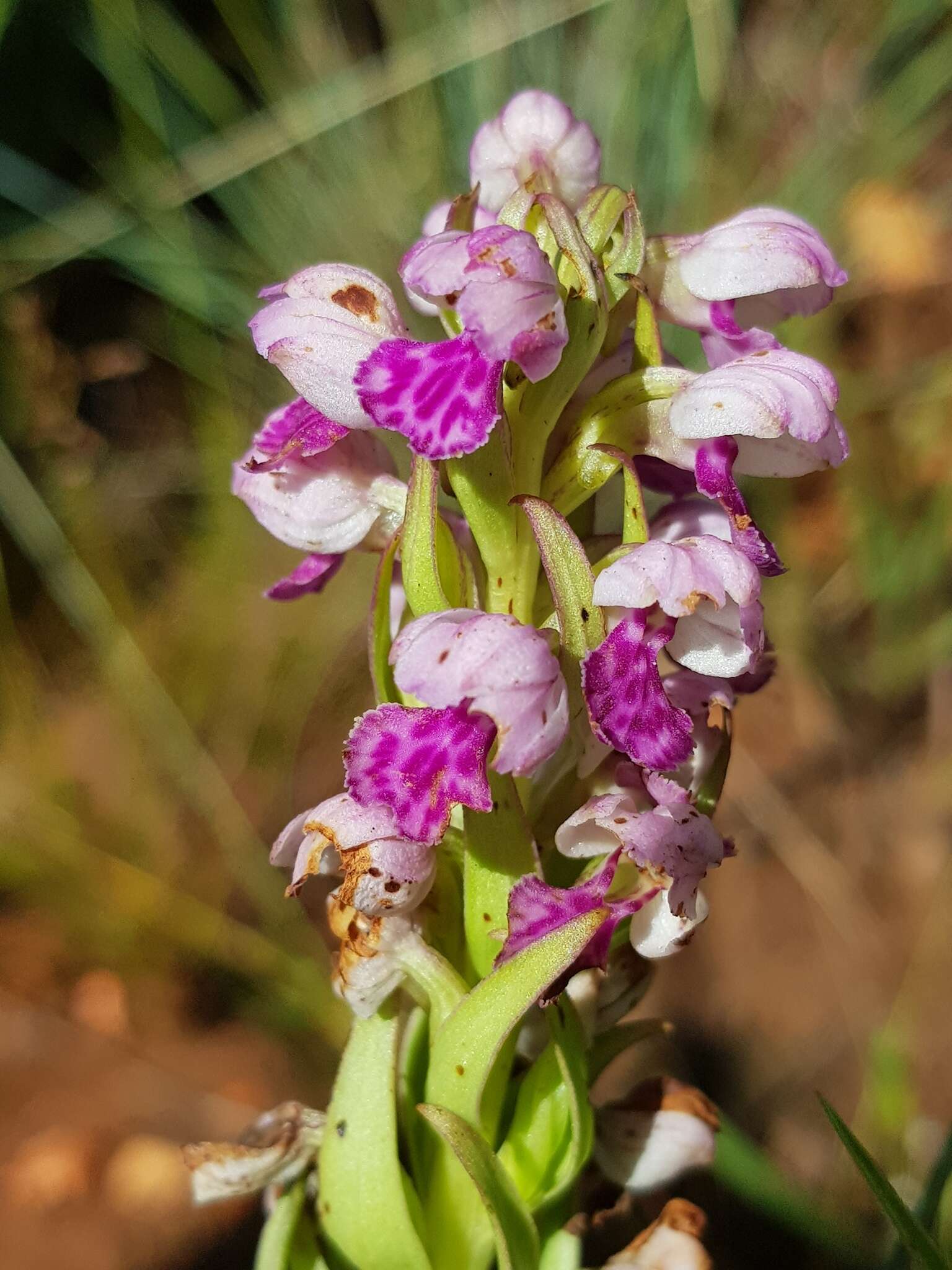 Image de Brachycorythis conica subsp. transvaalensis Summerh.